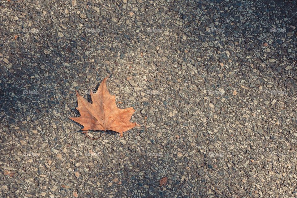 Dry maple leaf