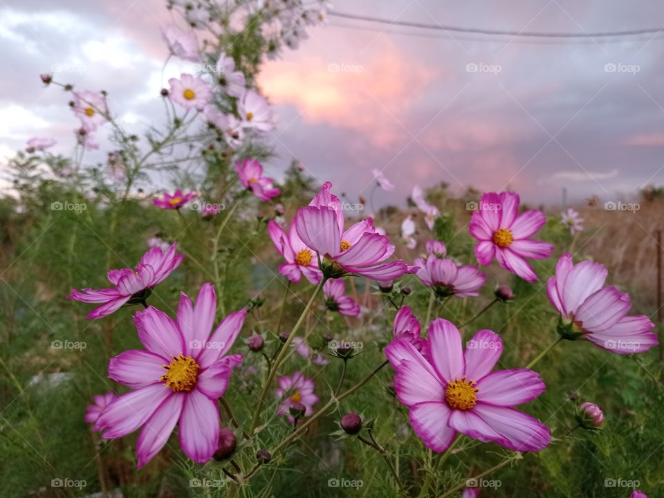 Cosmos flowers at golden cloudy sunset