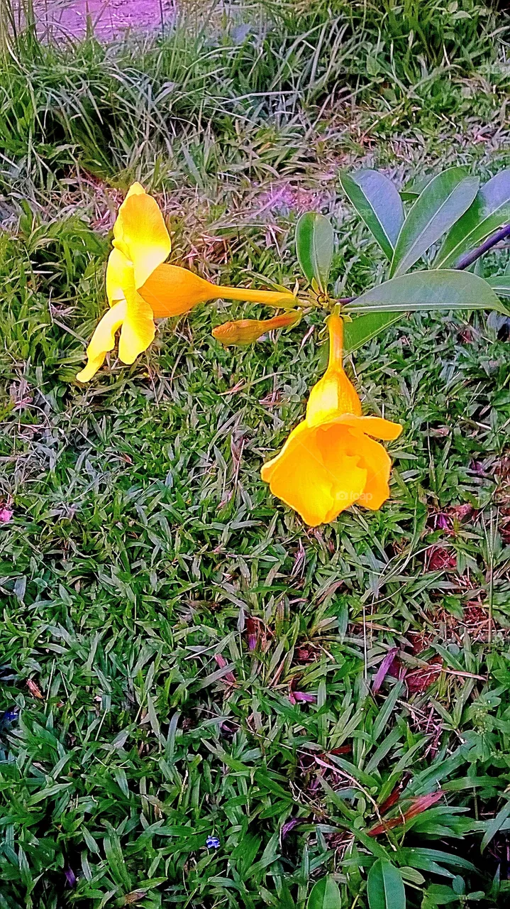 Flower