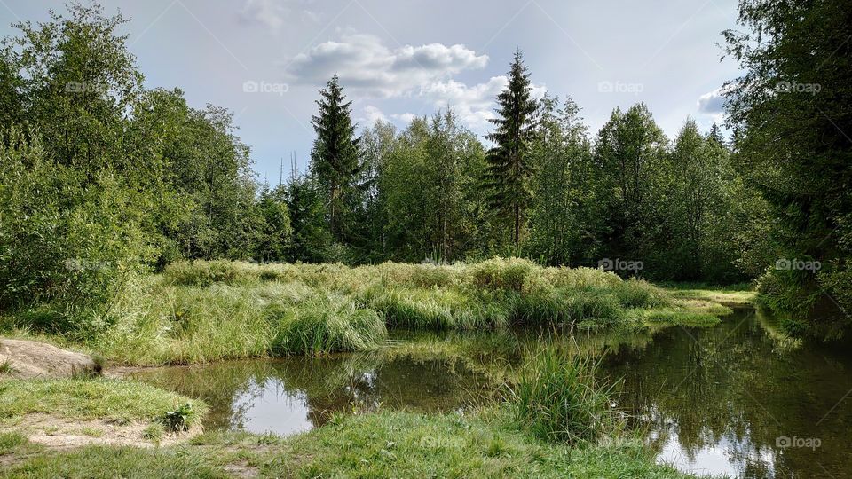 Magic forestscape. The forest river is surrounded by the amazing forest. Saint-Petersburg, Russia
