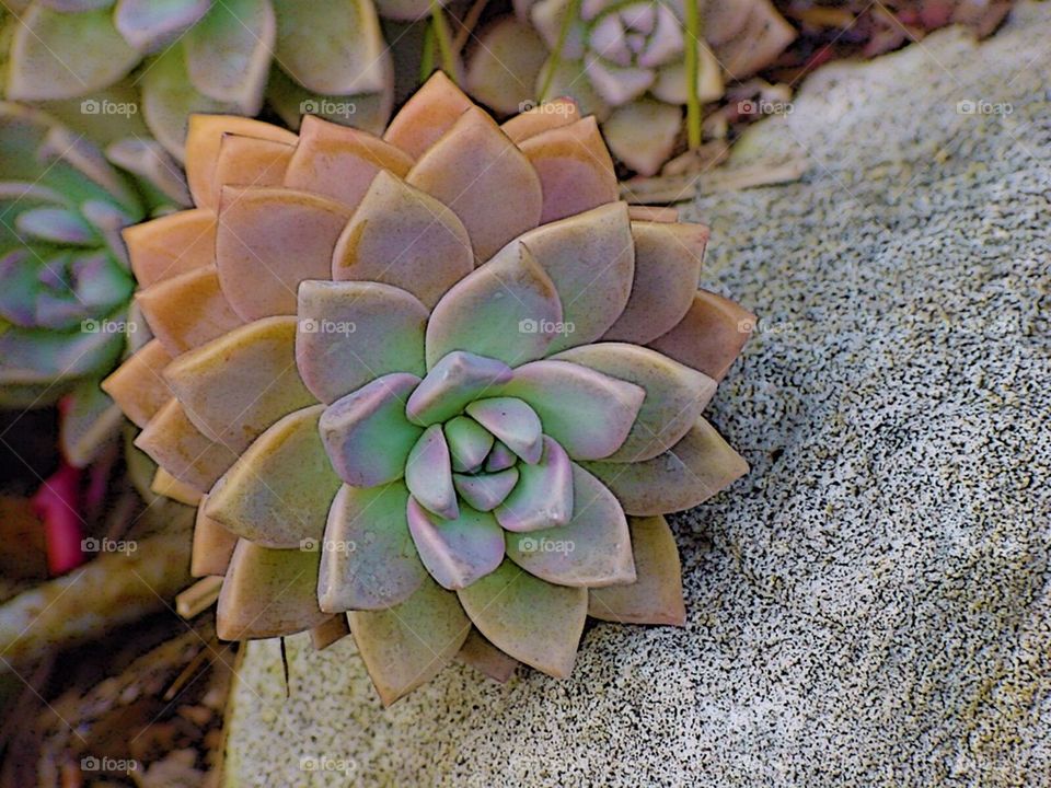 Succulent 