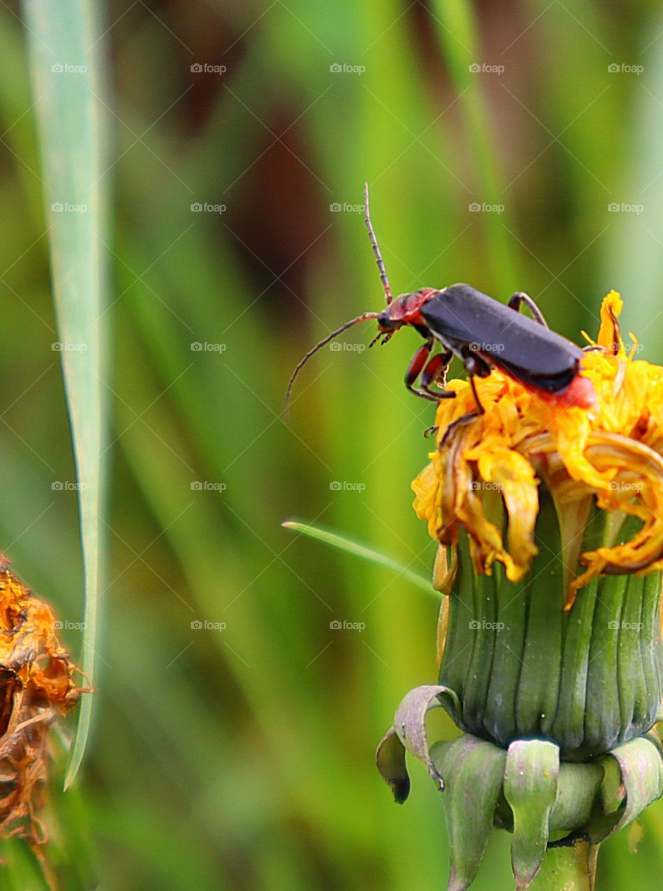 Insects in nature