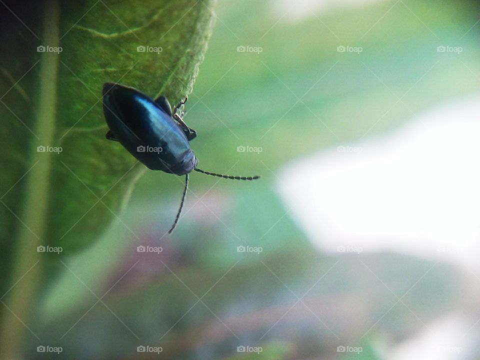 little blue bug