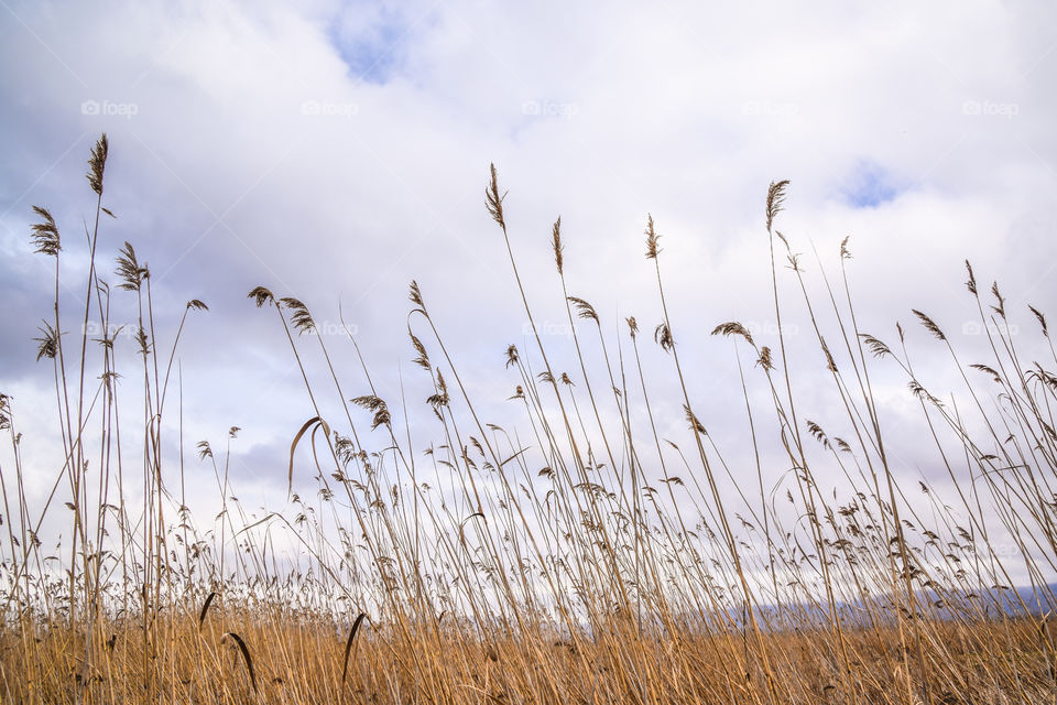 Reed Grass Field Under Cloudy Sky In The Summer
