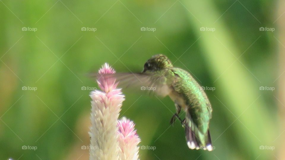 Hummingbirds 