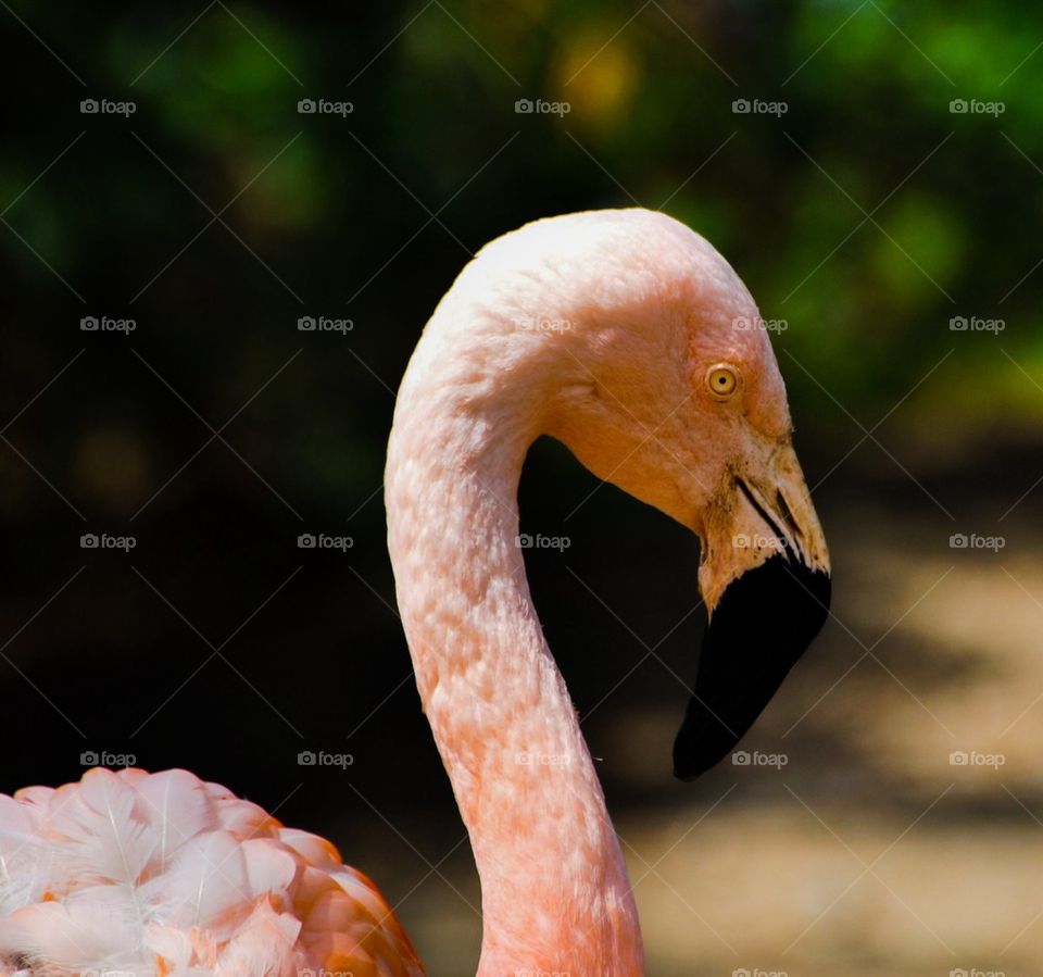 flamingo