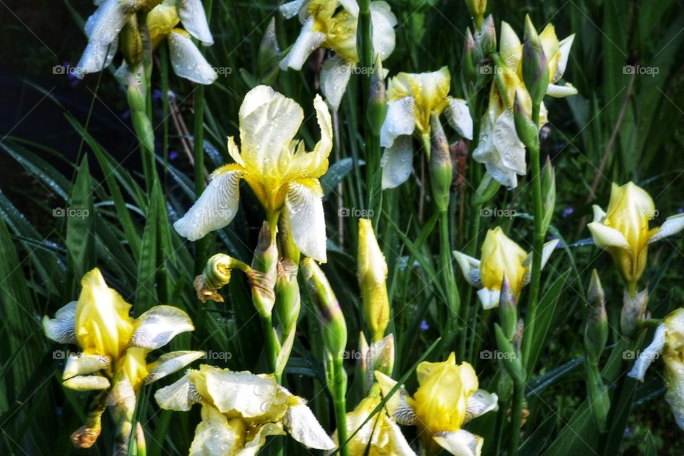 my Iris bed