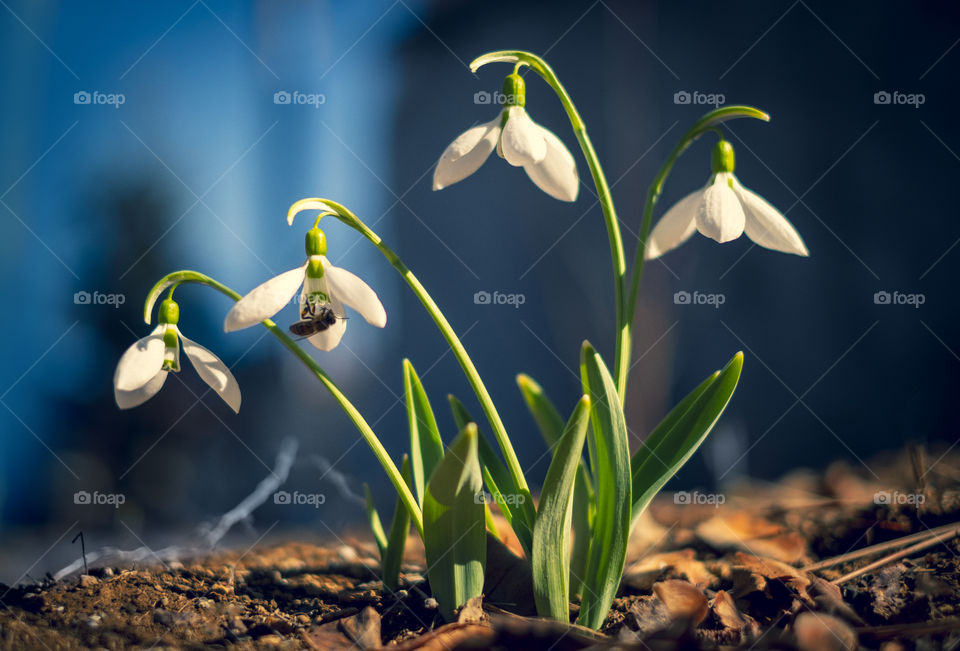 Snowdrops and bee