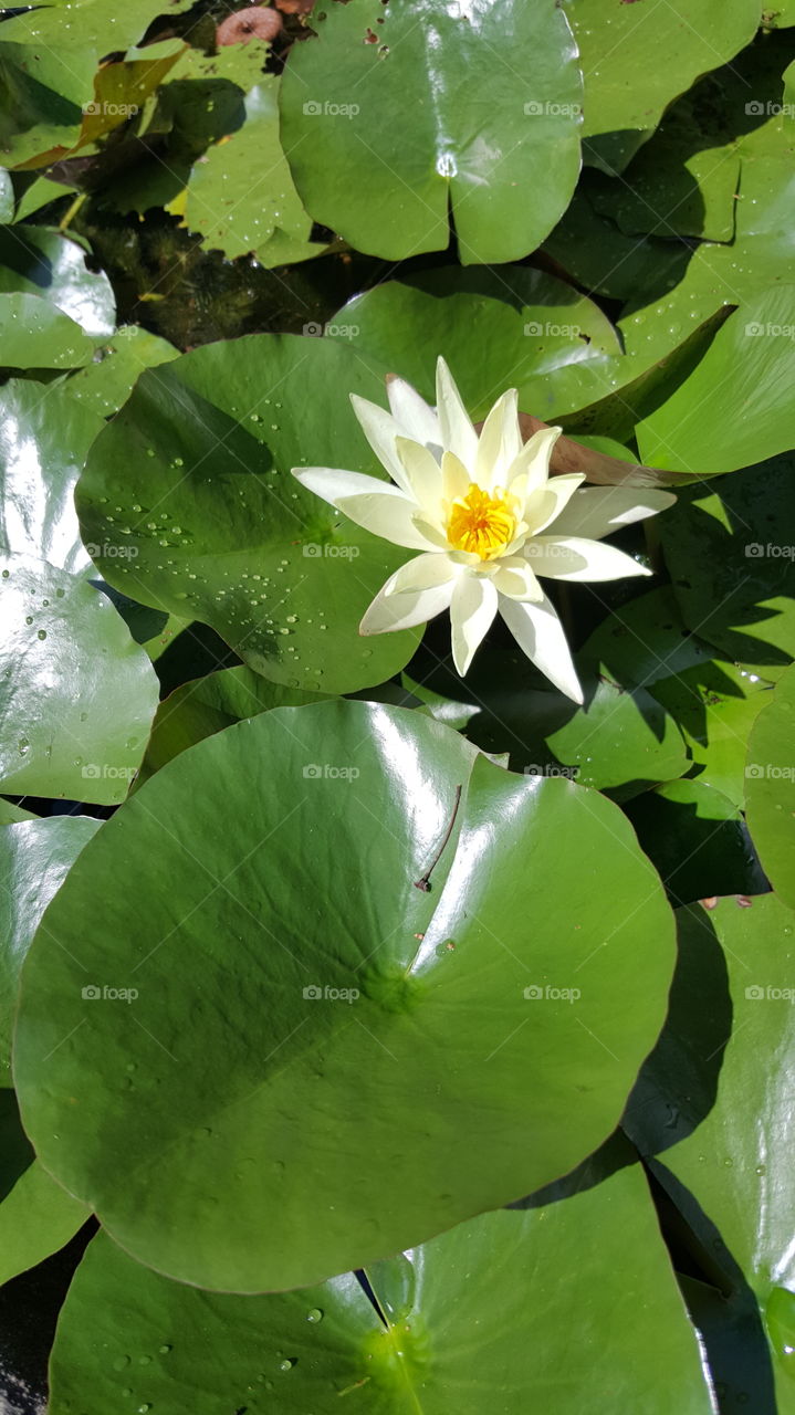 Water Lilly