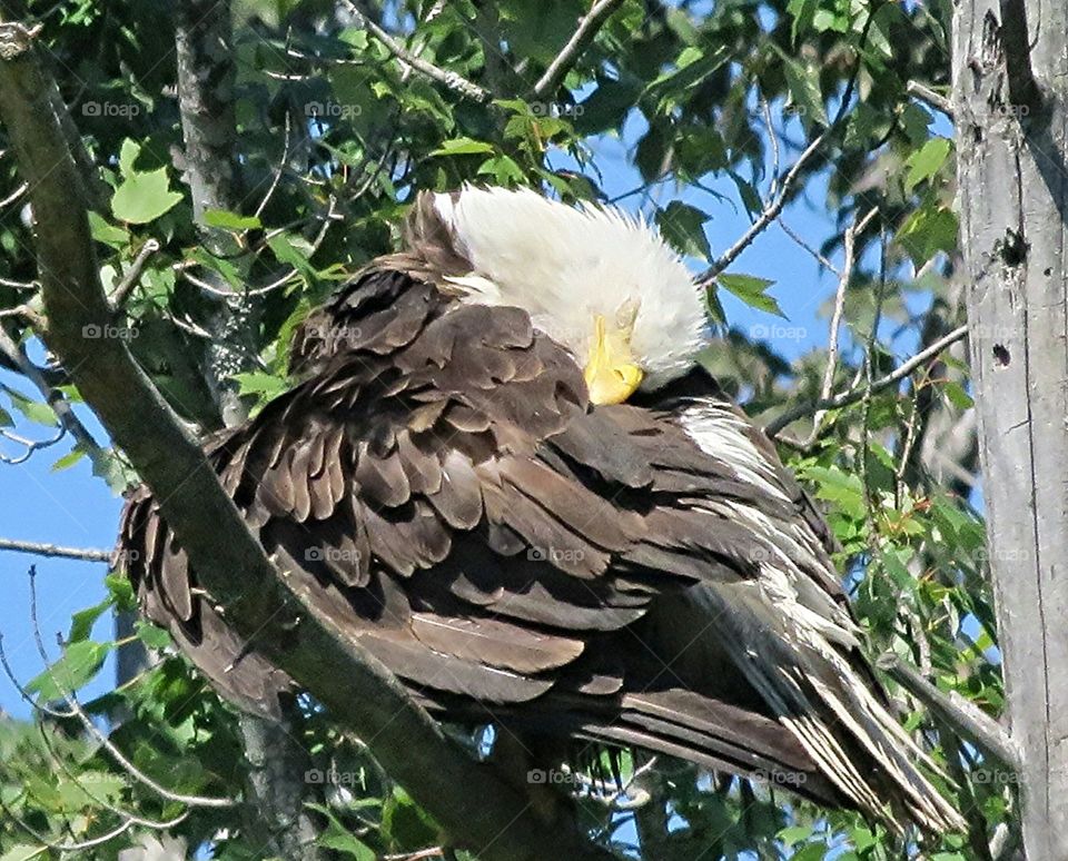 Bald Eagle resting head