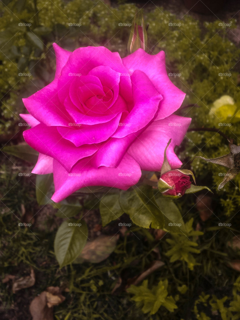 pink rose