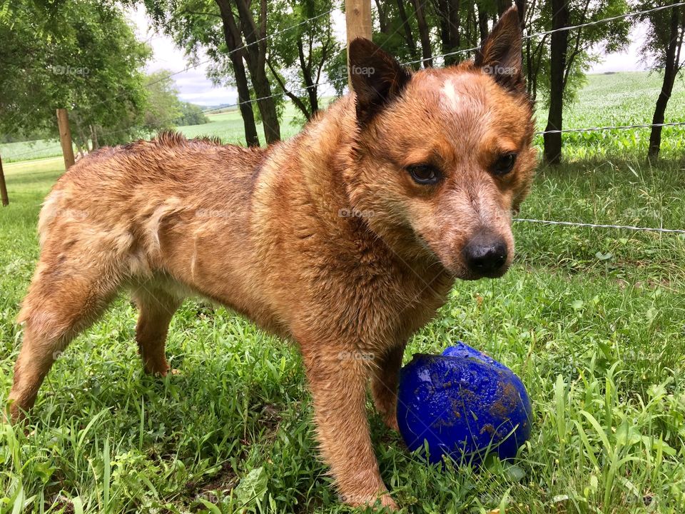 A Red Heeler / Australian Cattle Dog playing by a wire fence in a rural area on a warm sunny summer day