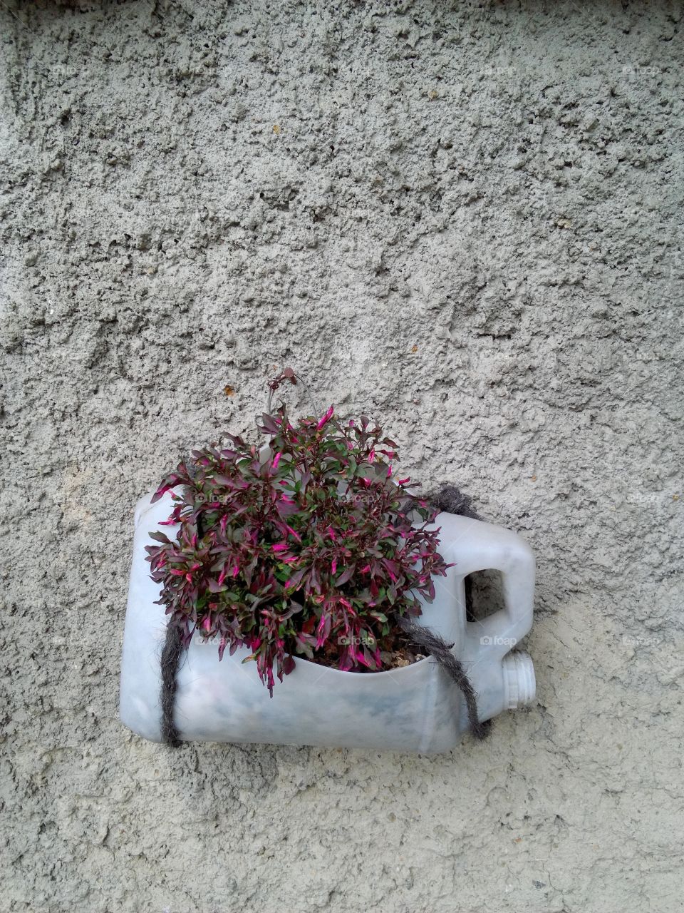 plant on the wall