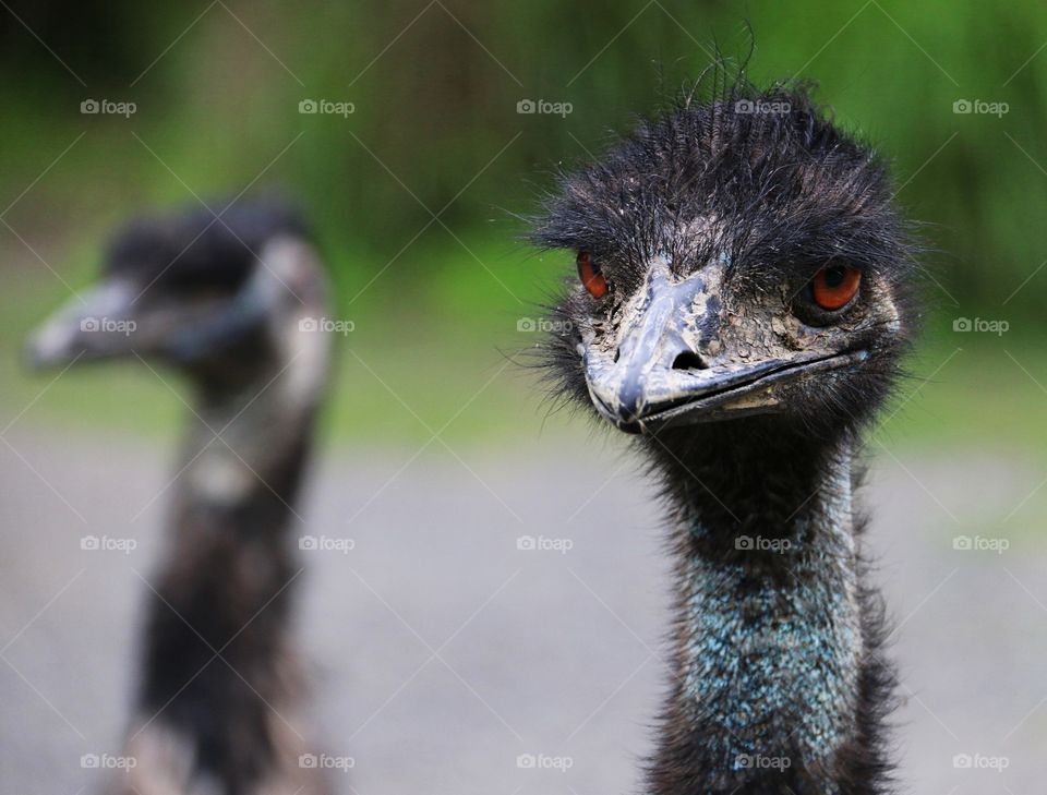 Emu’s face 