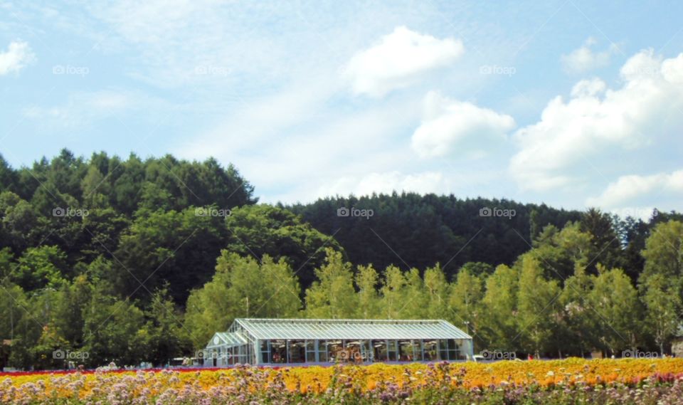 Flower farm.