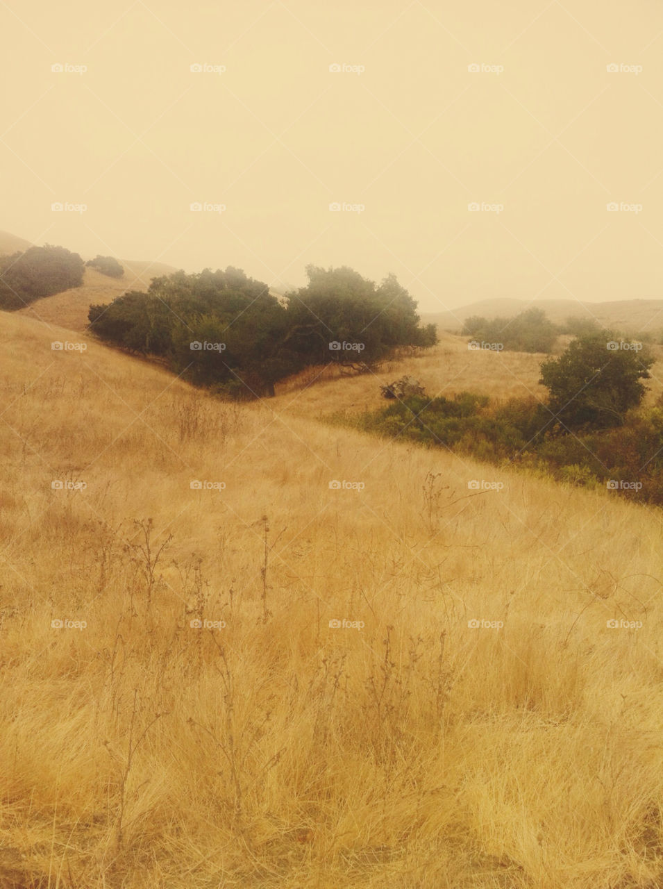 Rolling California hills.