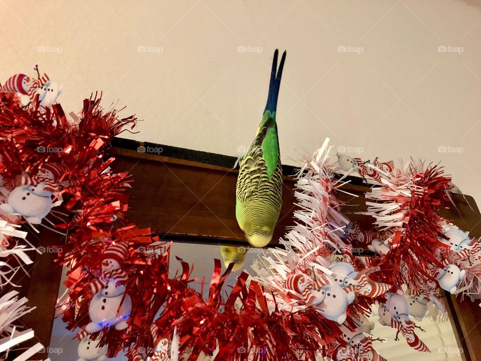 Peek - a - boo , Coco playing on top of the mirror 🦜  