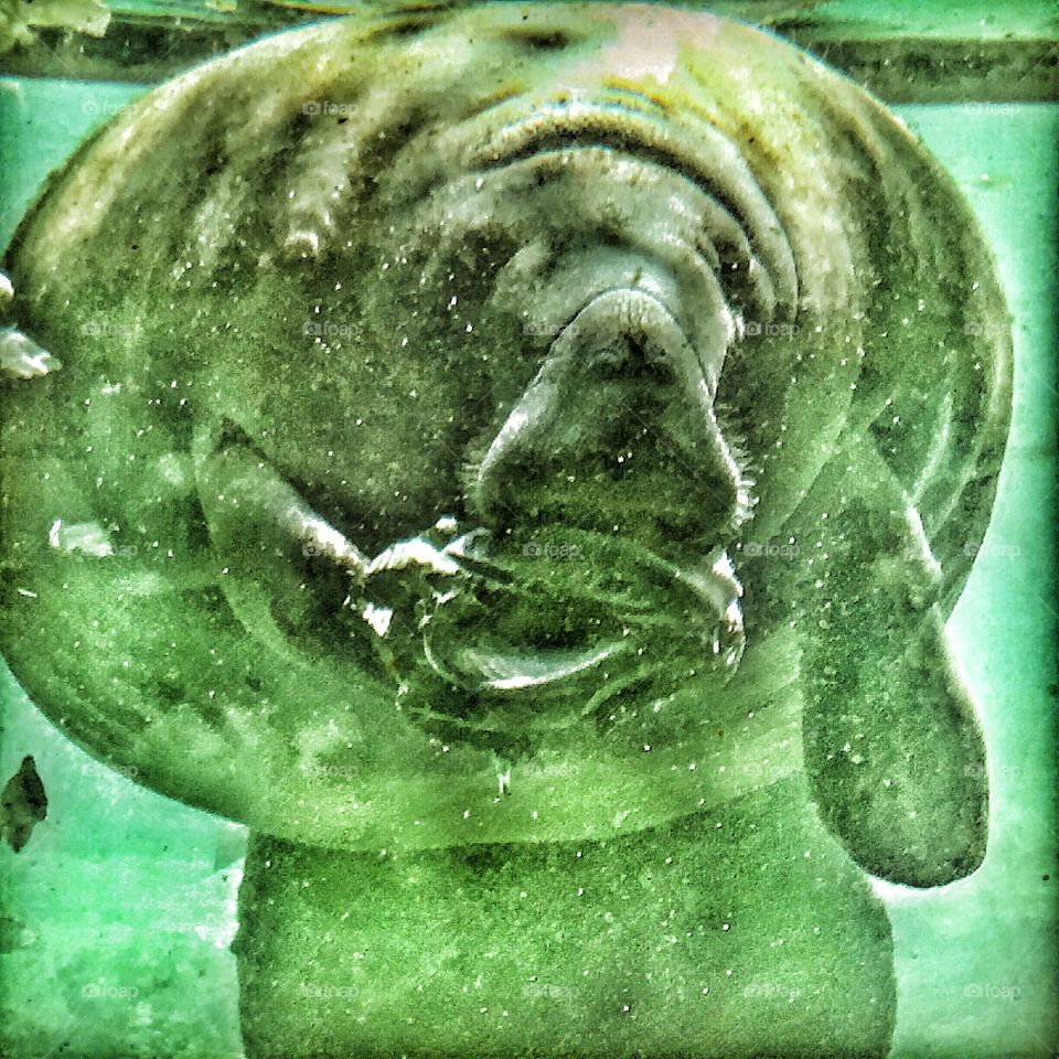 Manatee at Homosassa Springs eating a head of lettuce 