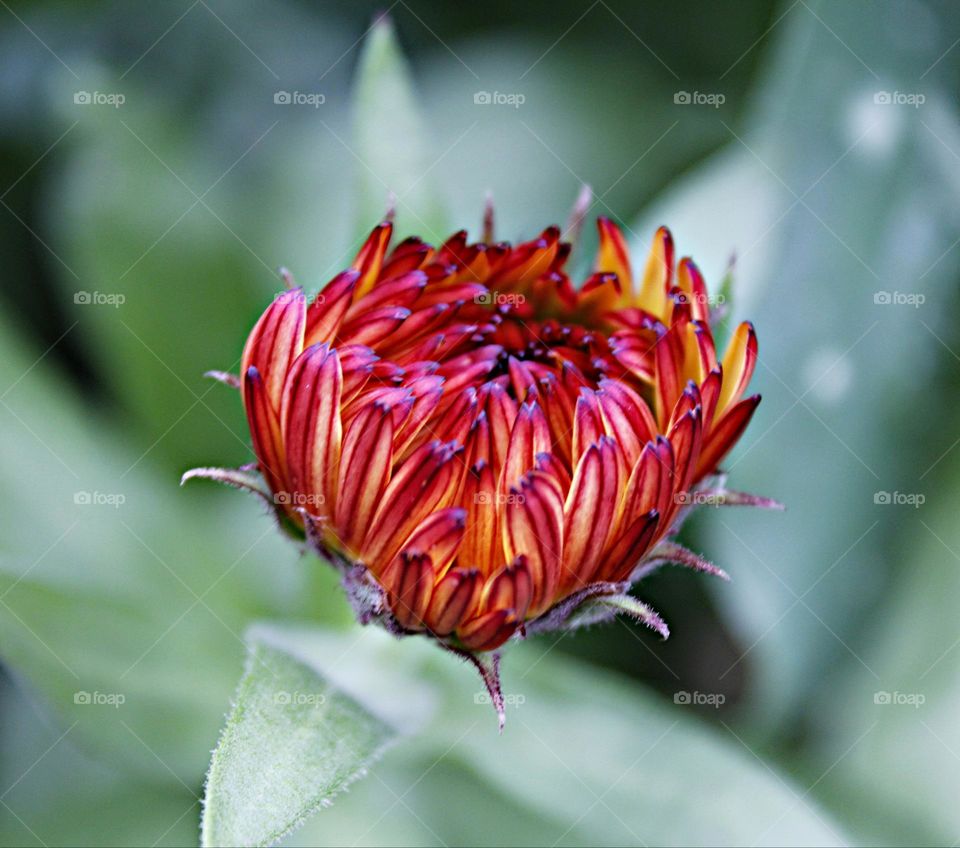 a very unique flower growing in a Botanical Garden in Sacramento California
