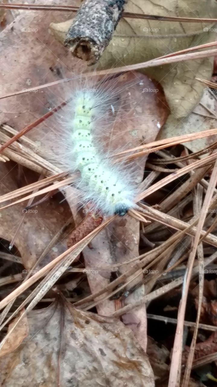 Nature, Closeup, Animal, Wildlife, Environment