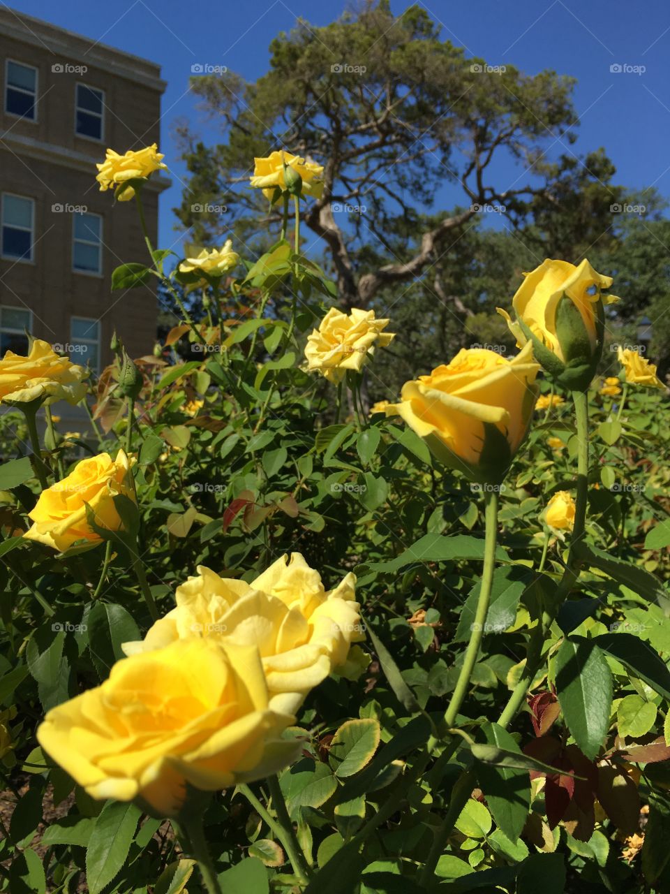 Yellow Roses blue sky. Taken while biking on campus 
