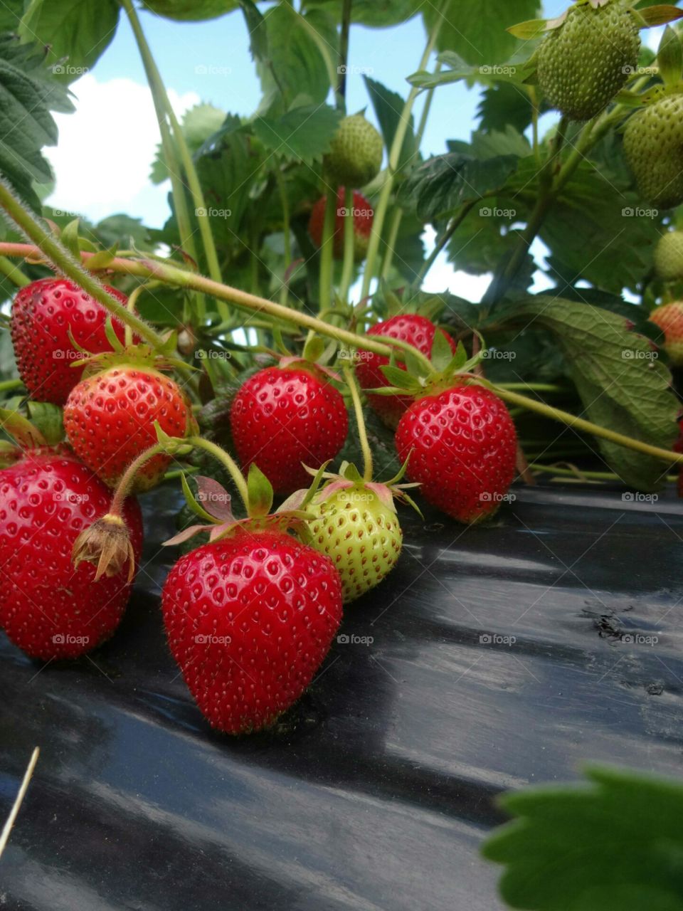 strawberry patch. ripened strawberries