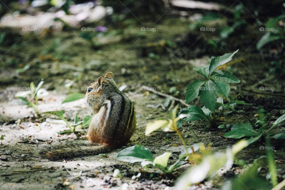 squirrel looking for food in the wild