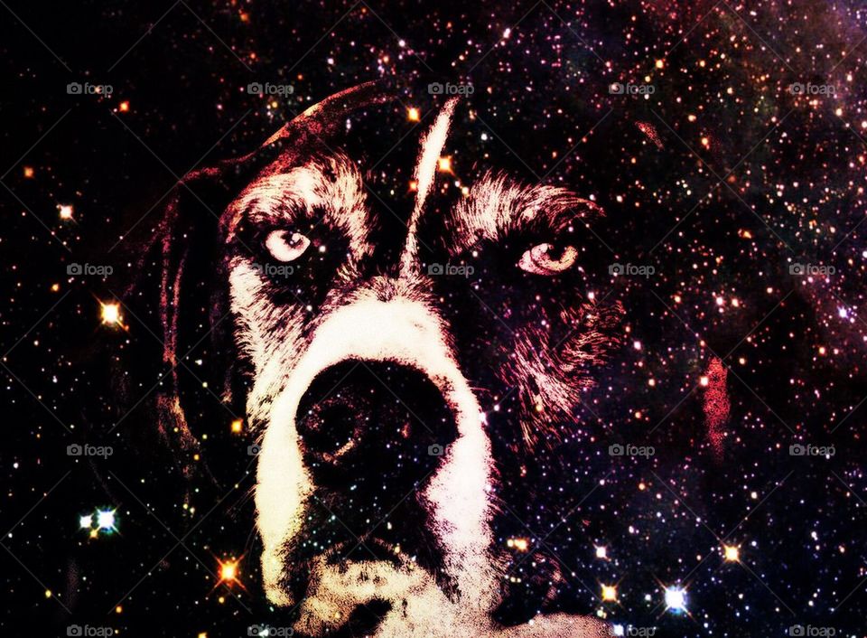 Beautiful dog in the stars
