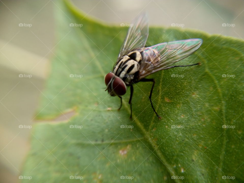 Housefly.