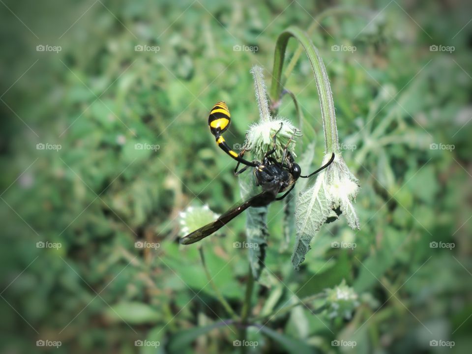 a beetle perched on a flower