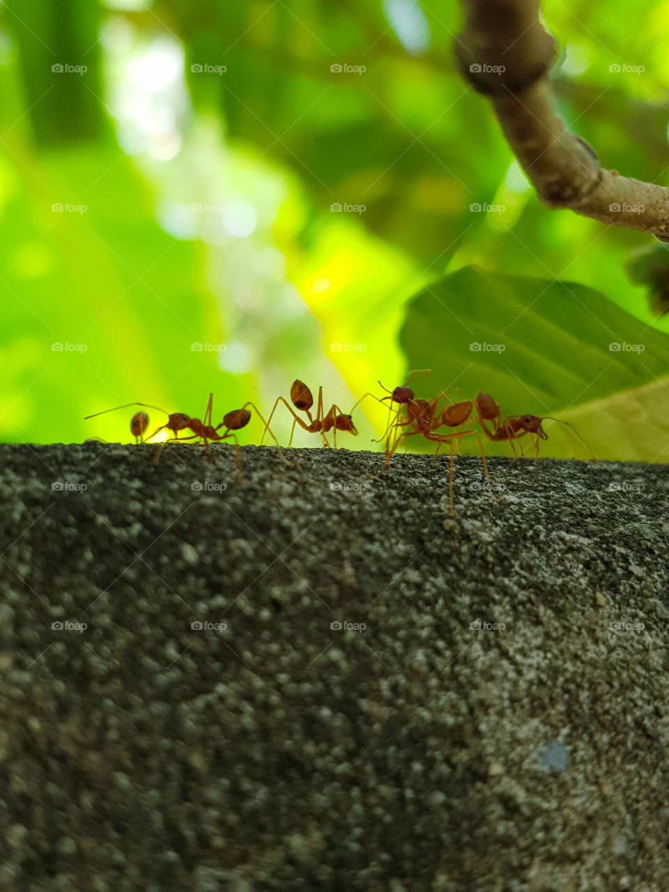 Morning life cycle of ants.