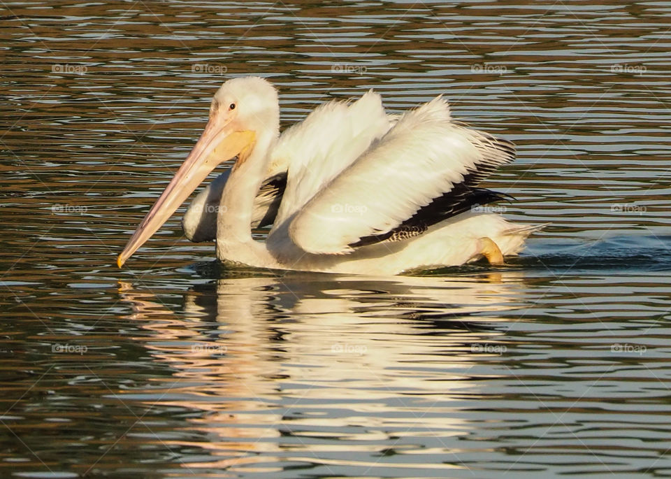 White pelican swimming 