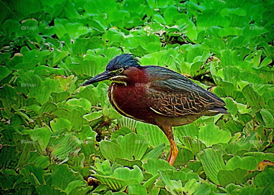 Green heron