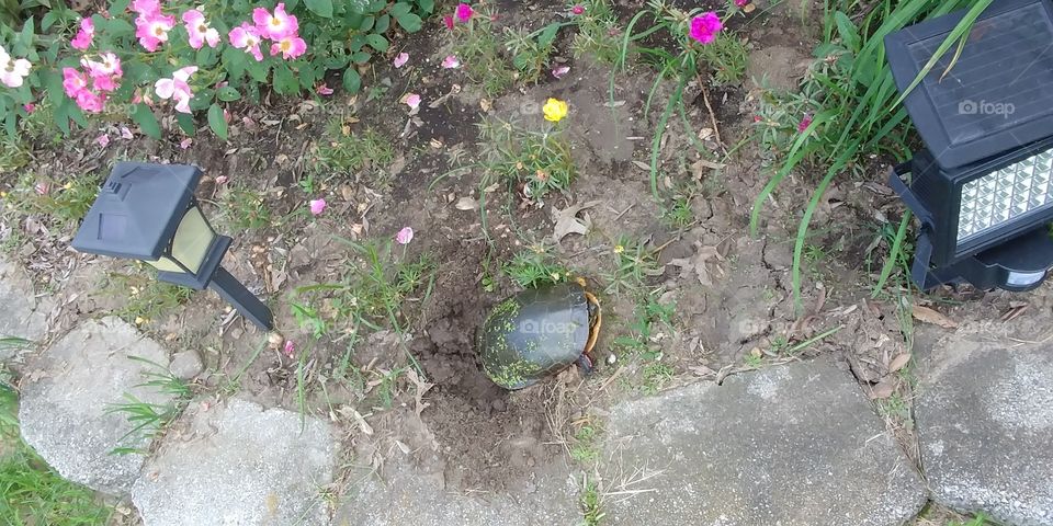 Turtle lays eggs in flower bed