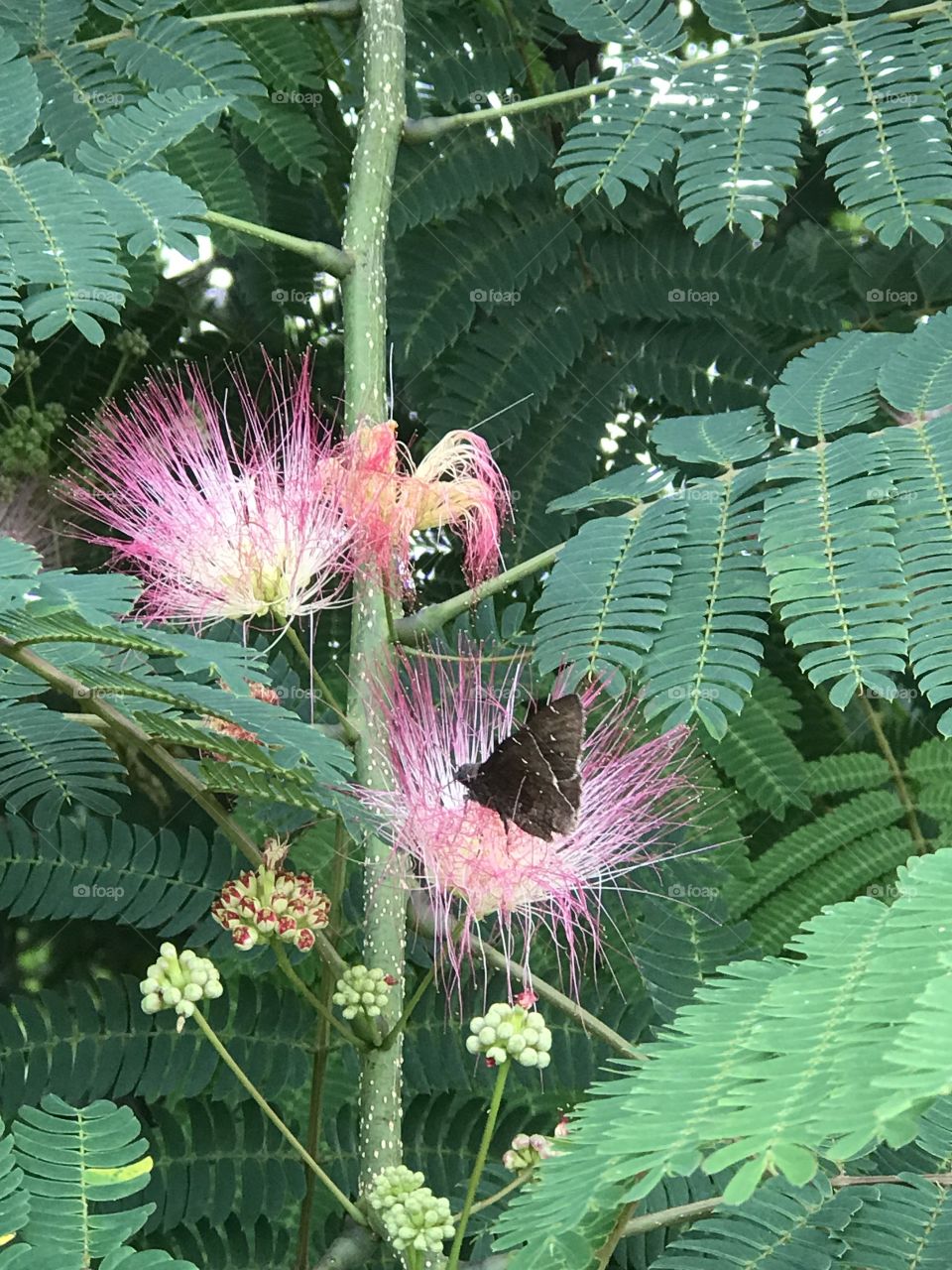 Mamosa blooms and a beautiful butterfly 