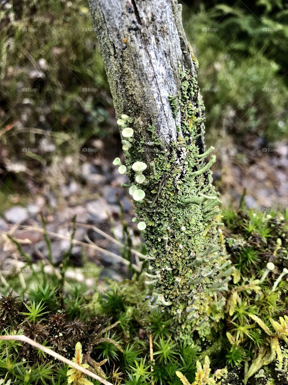 Moss etang des royes 