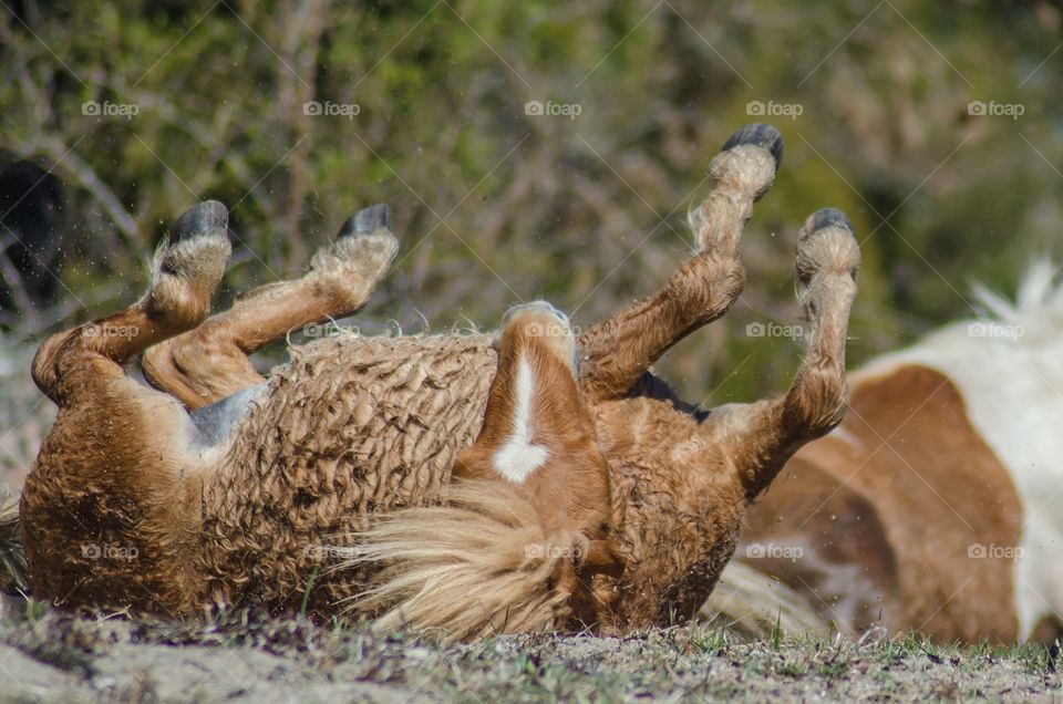 A Rolling shetlandpony