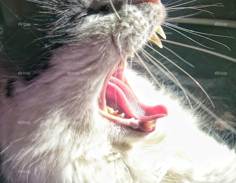 big yawn . caught on sleep time