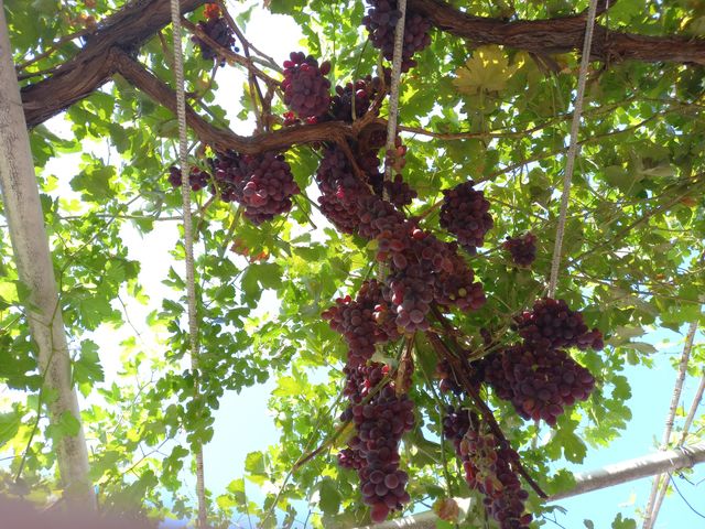 Grapes garden at home