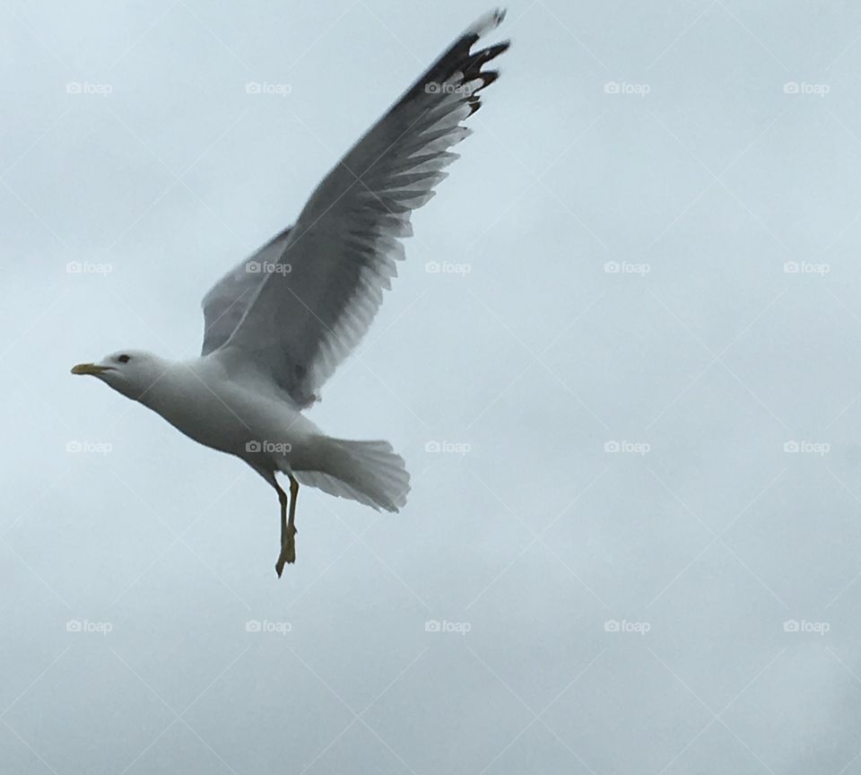 Seagullj