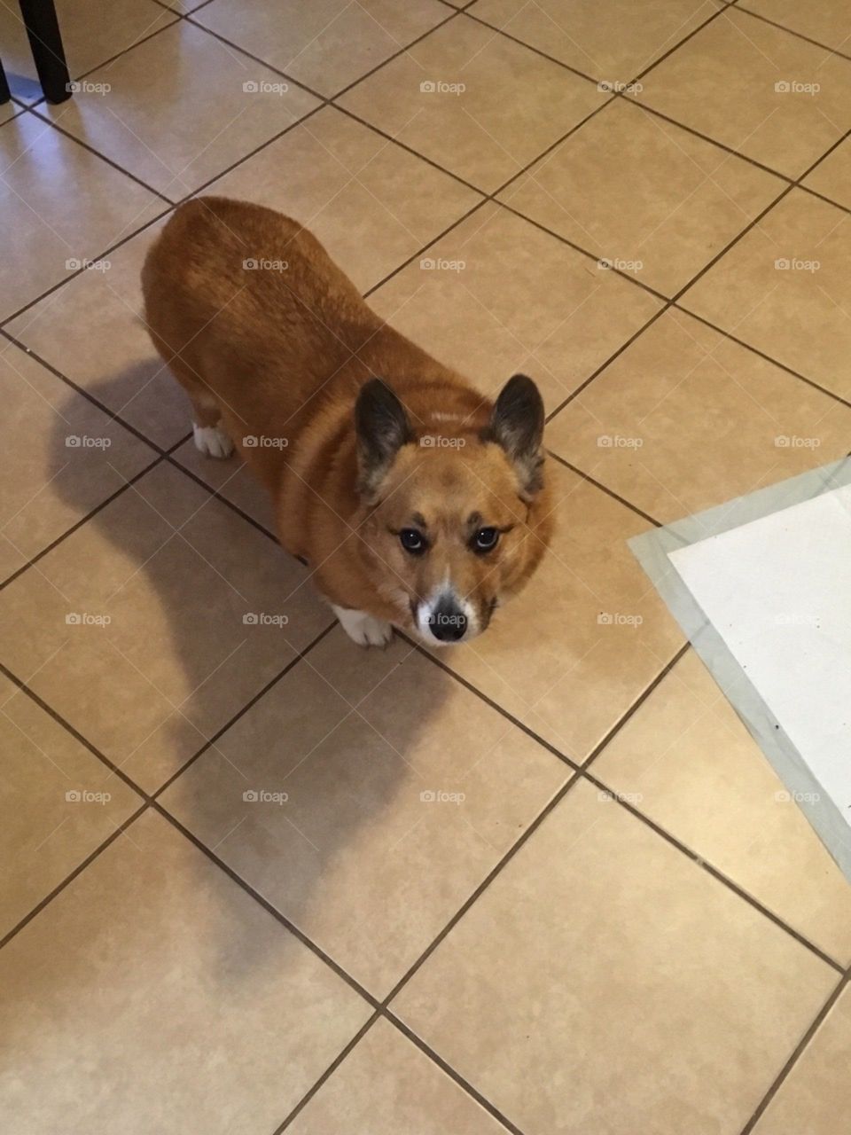 mischievous corgi naughty staring in kitchen small dog on tile tan floor red coat pembroke welsh corgi