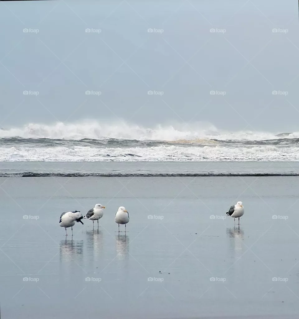 ocean shore