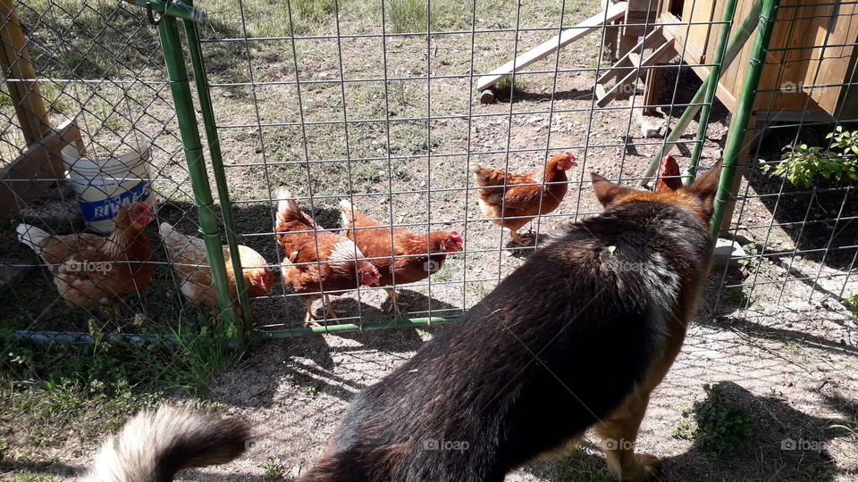my dog Iago with my hens