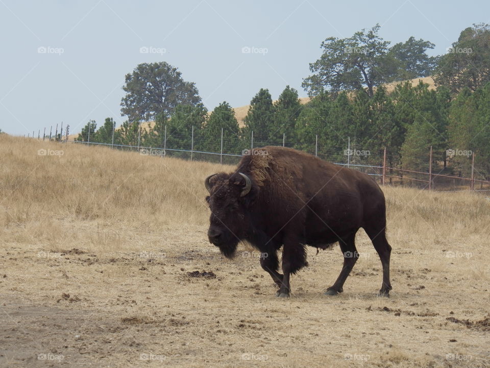 Animals at A park in Southern Oregon 