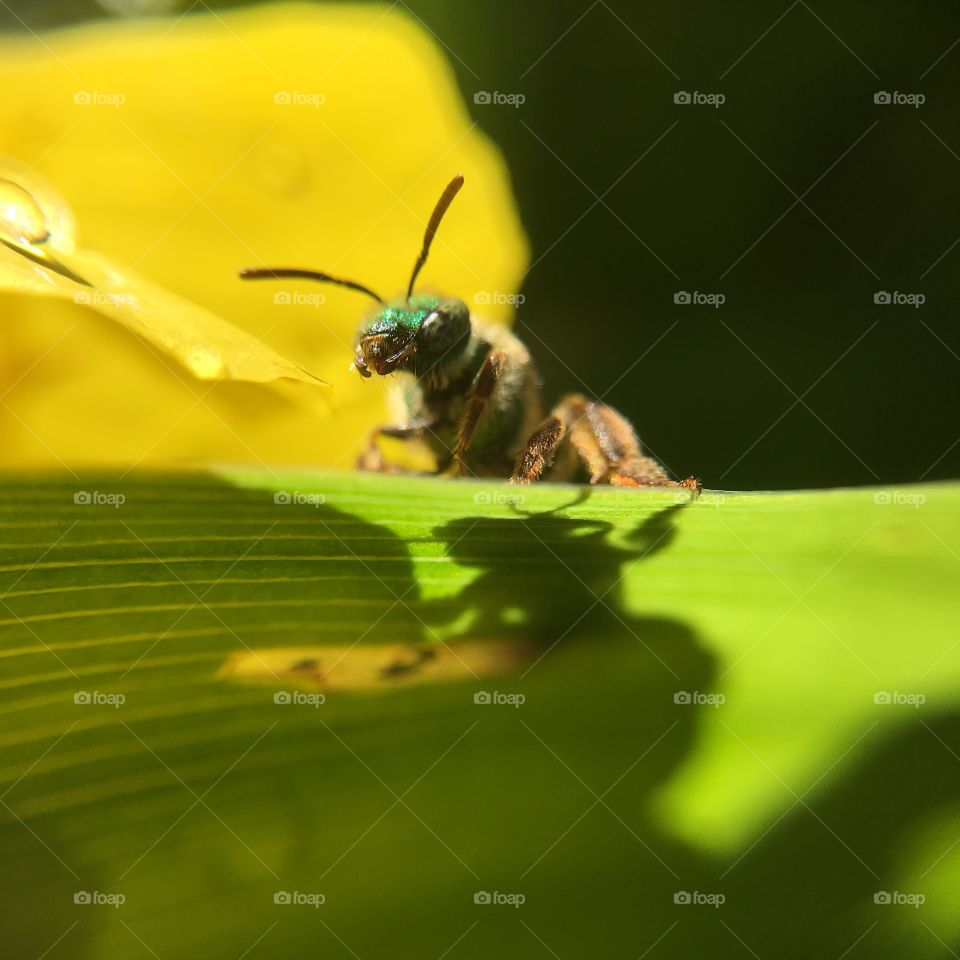 Green-headed bee closeup on leaf with shadow  grooming after a summer rain shower series