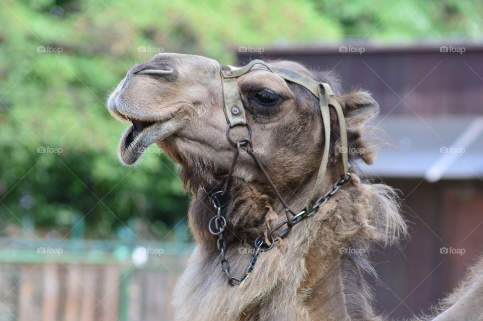 camel kiss