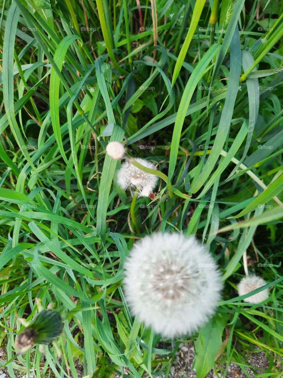 Löwenzahn heilt Krebs 