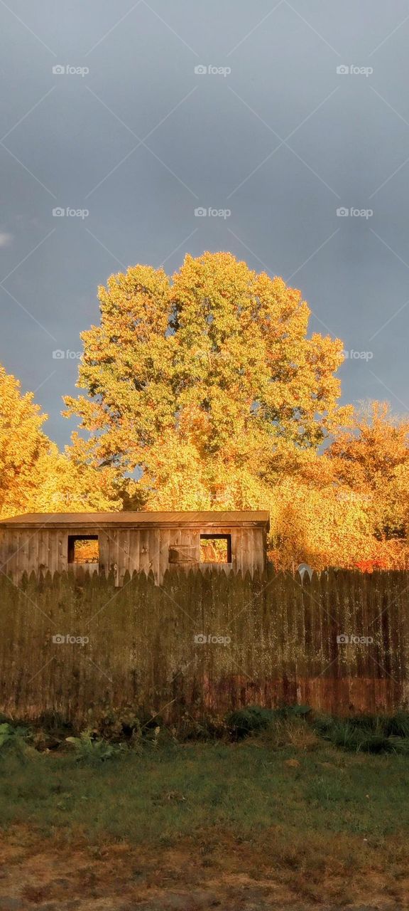 Illuminated Autumn Tree with Old Shed