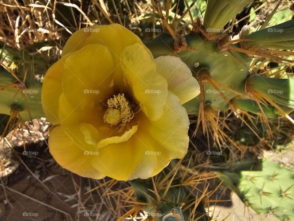 Flor amarilla chumbera