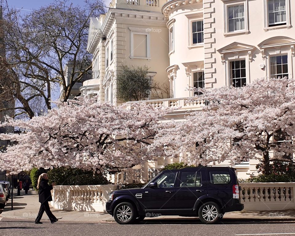 Blooming tree on a London street